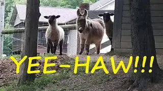 Sheep & Donkey Come Running for Dinner - YEE-HAW!