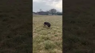 Per fortuna la Wendy quando la chiami lei ritorna 💚