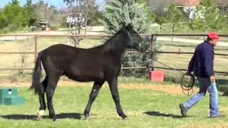 Saltador Half Andalusian Draft Cross Feb 2013