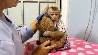 Wow Most Sweet DAM Hug His Buddy Puppy Doll After Mom Fix