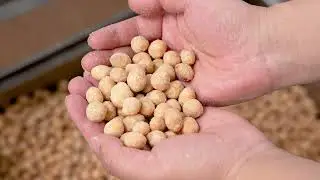 Coated Peanut Seasoning Machine Flavoring Nuts Roasting Making Line