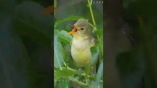 melodious warbler song, melodious warbler, melodious warbler sound, melodious warbler xeno canto