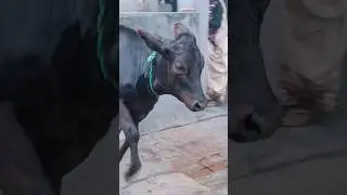 banku bhaiya#song#youtubeshorts #animals