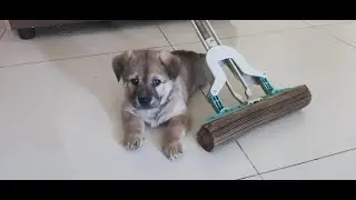Dog vs. Mop