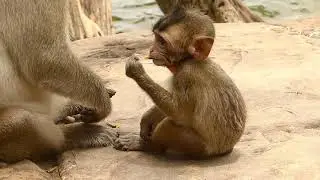 Very Poor Baby Lola Broken Hand Again at Afternoon | Monkey Crying