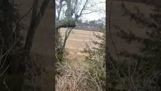 Public Land Problems!! Illinois Public land!! #deer #hunting #shorts #orangearmy