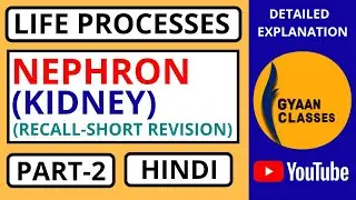 Life Processes l Excretion in Humans l Nephron (Kidney) l Recall l Part-2 l Hindi l Gyaan Classes