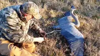 Finally free. Great Blue Heron freed from trap.