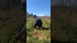 How to prune the goji plant