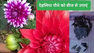 देहलिया पौधे को बीज से उगाएं dehliya plant grows from seeds easily 