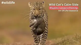 Majestic Leopard Resting | Wild Cat&rsquo;s Calm Side #wildlife | Art Of Life Insurance