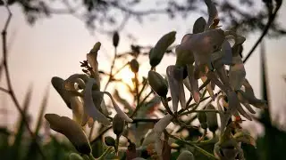 Beautiful Nature Scenery ❤️ #naturevideos4k #beautifulnaturalvideo #om_mane_click #fullscreenstatus