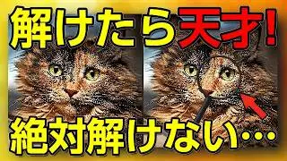 【間違い探し】かわいい猫で脳が若返る！見て癒されて脳もスッキリ【脳トレ×癒し】