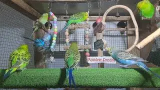 Parrots – Natural Instincts