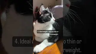 Signs of a Healthy  Cat