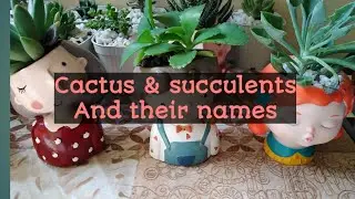 Cactus and succulents &their names