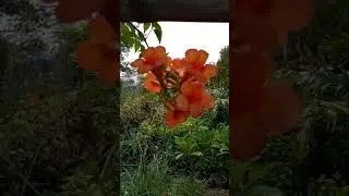 Tecoma trump vine (1)
