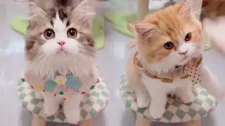 Учим кошку звонить в колокольчик, чтобы получить еду (EP709)