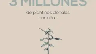 Vivero forestal Pomera Maderas | Plantines clonales