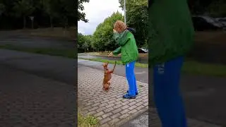 Cirneco dell'Etna Gera-Гера, 1 Jahr alt - исполнился годик)