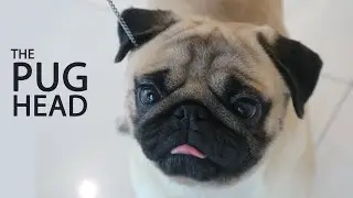 Pretty Pug Face | Random Photoshoot with Echo | McKingdom Pugs