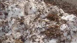 Мышка-полевка (Microtus, Vole)