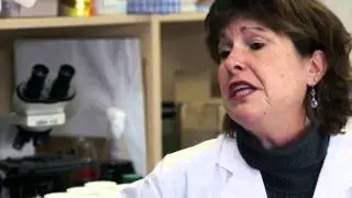 Dr. Lynda McCarthy - Aquatic Ecotoxicology