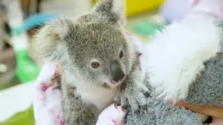 S&eacute;quencer le g&eacute;nome du koala pour mieux le prot&eacute;ger