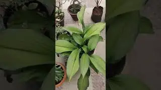 Eucharis Lily Plant, Amazon lily plant