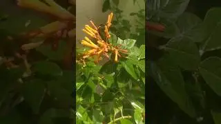 hamelia patens ll firebush #mygardentoday #mygardenlife #gardening #plants