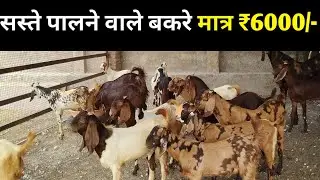 Sirohi male farming kids | Available on IndiaMART