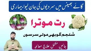Red Urine سرخ پیشاب Best Treatment in buffalo and cow | Gaye Bhains Ke Peshab mein Khoon Ana 