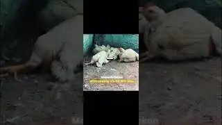 Sunday Chicken 🍗 Mandatory manaki..#comedy #funny #memes #fun #viral #viralvideo #video #viralshorts