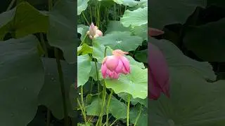 Lotus flower season in South Korea