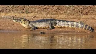 The Yacare Caiman