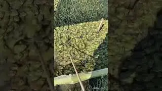 frog farm