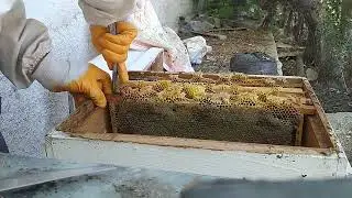 2022 Temmuz lavanta balı hasatı (sağımı)