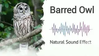 Barred Owl | Natural sound effects