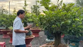 Cắt bo siêu bông HM cho khách / xem lại những đã lãi lá thế nào rồi  30/11/2025
