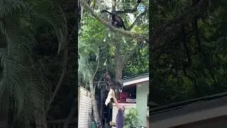 Returning a baby monkey to their mother! #animals #aww #babyanimals #monkeys
