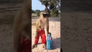 #post #funny #ground #edit #comedy #trending #attitude #cat #action #cute