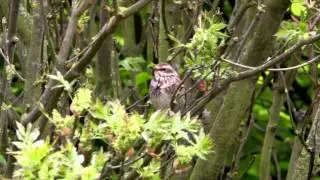 Dusky Thrush - Margate Cemetery, Kent, Britain, 18 May 2013