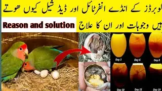 love birds eggs infertile and dead in shell problems and solution