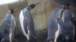 Felsenpinguine und K&ouml;nigspinguine Zoo Berlin 3.7.2016