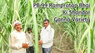 रामप्रताप देशवाल जी का PB99 जबरदस्त गन्ना
