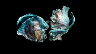 4 Alien-Like Creatures of the Deep Sea