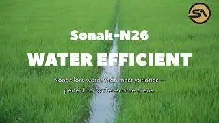 N-26 Sonak Paddy Seed | High Yield & Water Efficient | Sonak Agritech Pvt. Ltd.