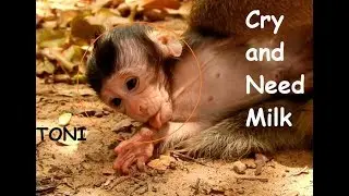 Adorable baby Newborn  Monkey TONI,Cry Loudly |Still need Milk Mother