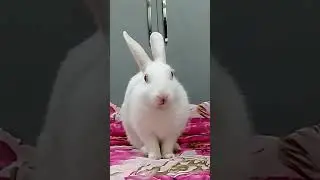 #cute rabbit videos -#shorts  - #cutebunny - #rabbitvideos