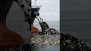 ship garbage release #ship #garbage #ocean #automobile #eatfish #seal #finwhale